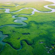 mangroves restoration biodiversity