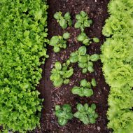 food production garden urban farming